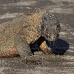dragon_komodo_hsb_rinca_v_2205_kom4573.jpg